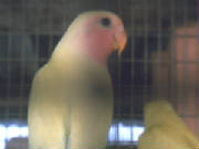 jamrockbirds015.jpg