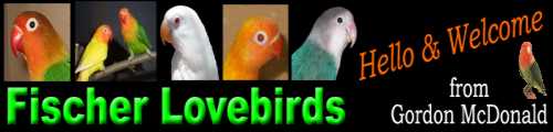 fisherlovebird-site.jpg